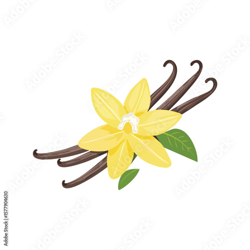 Vanilla Bean and Flower Isolated on a Transparent Background 