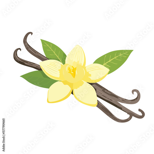 Vanilla Bean and Flower Isolated on a Transparent Background 
