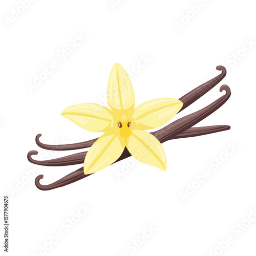 Vanilla Bean and Flower Isolated on a Transparent Background 