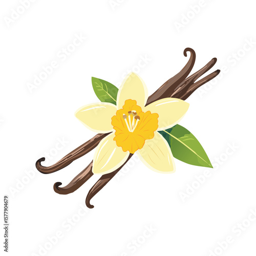 Vanilla Bean and Flower Isolated on a Transparent Background 