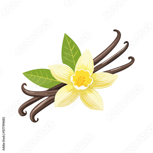 Vanilla Bean and Flower Isolated on a Transparent Background 