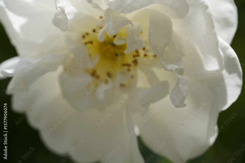Fototapeta premium quantum white valentine roses
