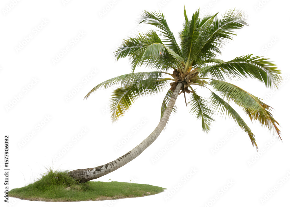 Obraz premium Photo of a leaning palm tree isolated on white isolated on transparent background