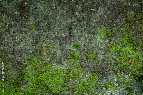 Canvas Print Verdant moss embraces textured rock, creating a natural tapestry of earthy tones and vibrant green hues in the outdoors