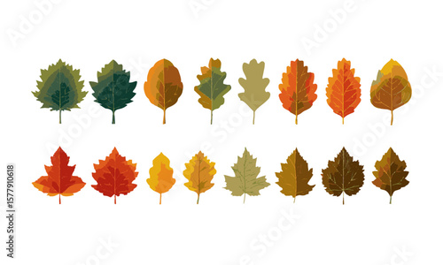 Scalable vector illustration featuring various types of leaves with color and silhouette, a set of colorful autumn leaves, easily editable.