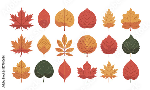 Scalable vector illustration featuring various types of leaves with color and silhouette, a set of colorful autumn leaves, easily editable.