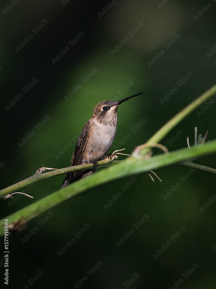 Obraz premium hummingbird perched on a branch against a green background