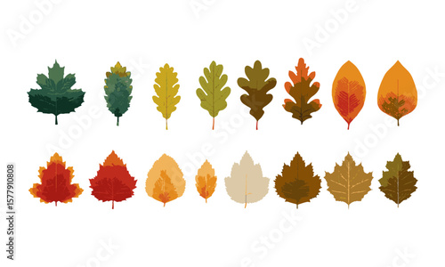 Scalable vector illustration featuring various types of leaves with color and silhouette, a set of colorful autumn leaves, easily editable.