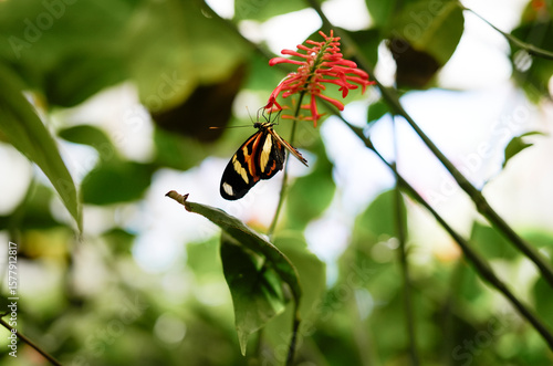 Mariposa alas de tigre (Mechanitis polymnia) alimentándose de flor tropical