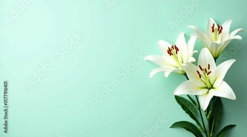 White Lilies on Teal Background