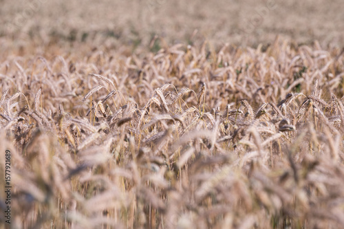 field of wheat