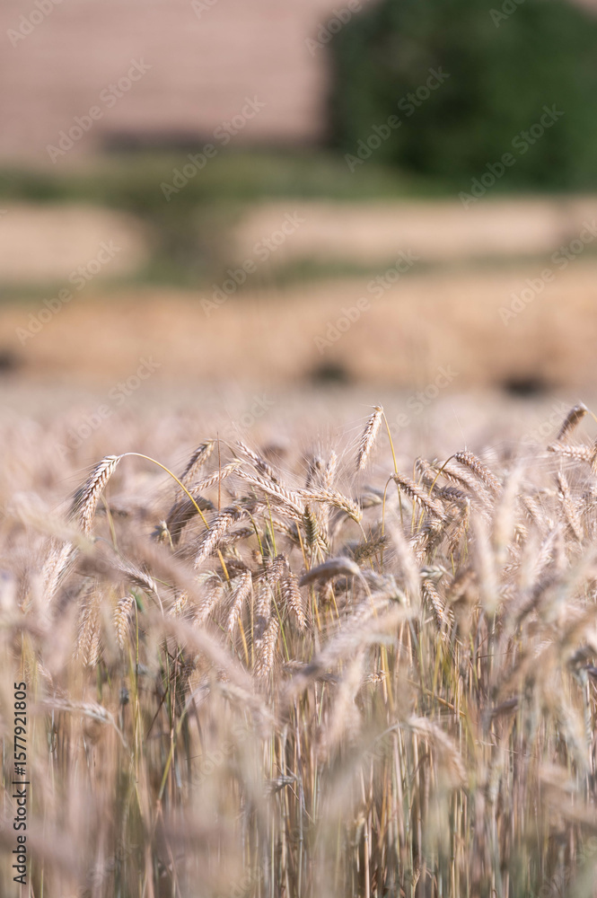 Fototapeta premium wheat in the field