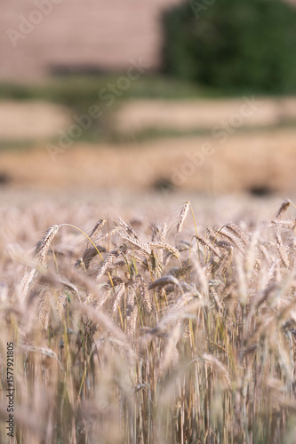 wheat in the field