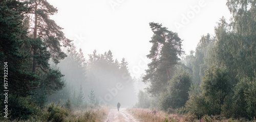 Morning stroll through foggy forest landscape at sunrise Generative AI
