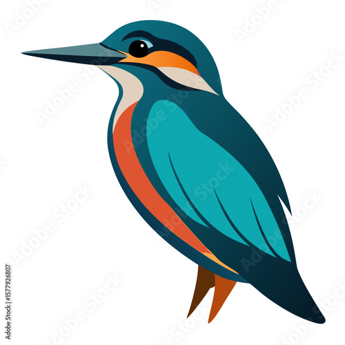 king fisher colour vector 