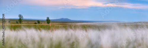 Canvastavla panorama of the steppe with a grasshopper