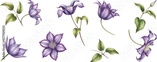 Schilderij op canvas Violet clematis blossoms watercolor flower