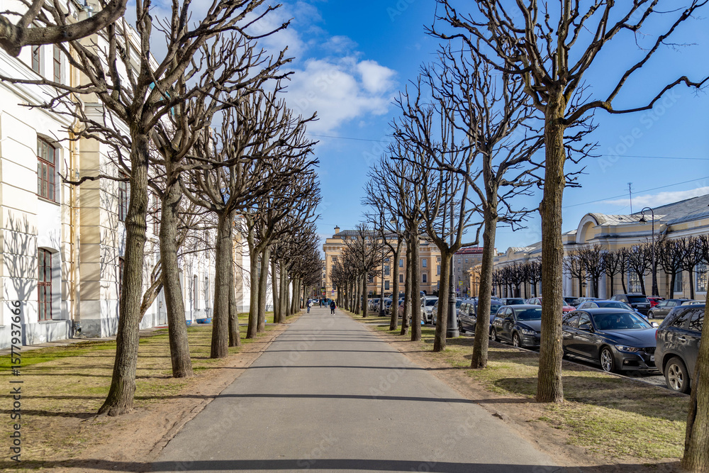 Obraz premium Leafless chestnut-lined alley on Klenovaya Street in classic Saint Petersburg, captured in spring sunlight and perspective under blue sky. Saint Petersburg, Russia