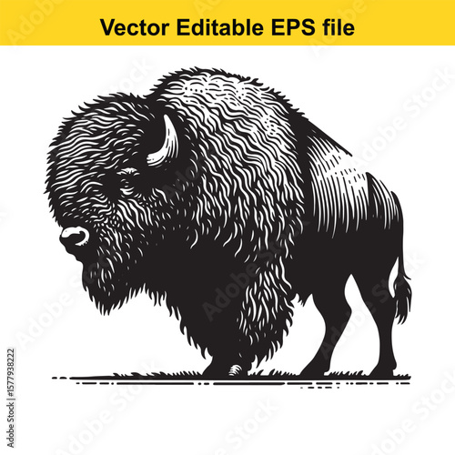 A bison standing in a grassy field, isolated on white background