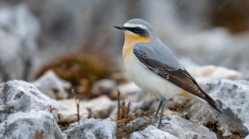 Fototapeta premium Small bird on rocks