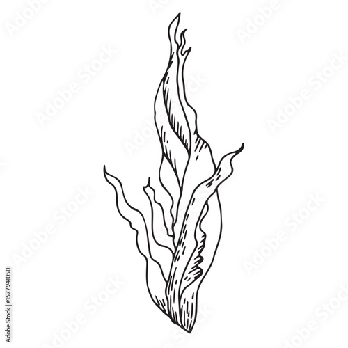 Vector marine seaweed. Hand-drawn illustration of underwater reefs on a white isolated background. An underwater engraving made in black ink in the style of line art.
