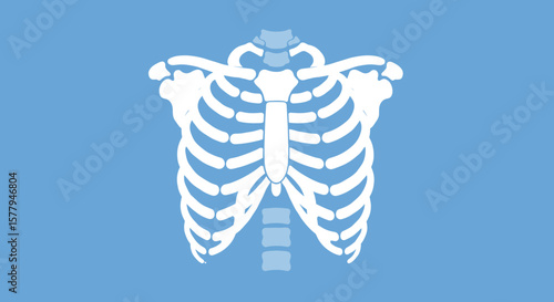  Flat rib cage anatomy icon in blue and white for medical apps