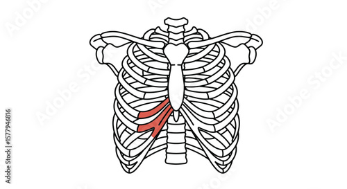 Human rib cage with fractured ribs icon in red for injury concept