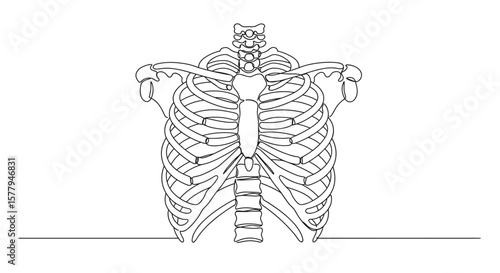  Outline rib cage illustration in medical line art for education use
