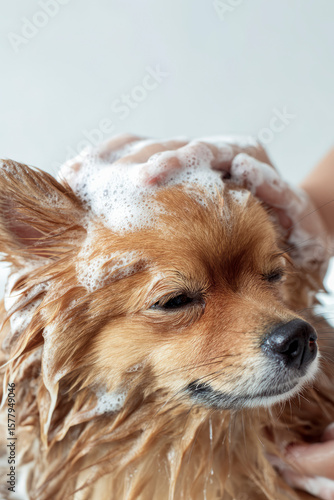 Wet pomeranian dog enjoying bath time with shampoo and foam