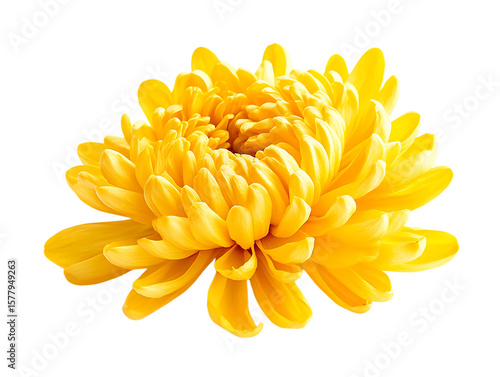 Vibrant yellow chrysanthemum flower with detailed petals isolated on transparent background