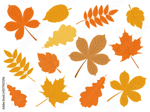 Set of autumn leaves from different trees. Fallen leaves in warm seasonal colors for patterns, banner, stickers