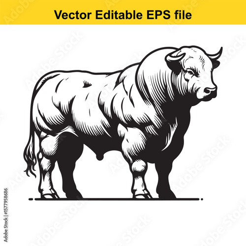 Powerful hand-Drawing bull isolated on white background