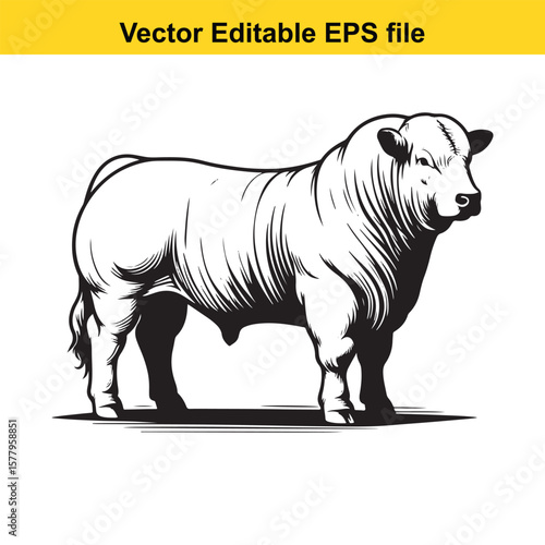 Powerful hand-Drawing bull isolated on white background