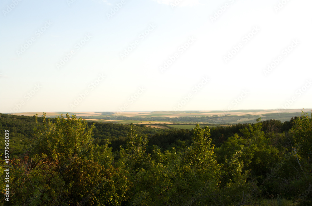 Obraz premium A forest with lightning