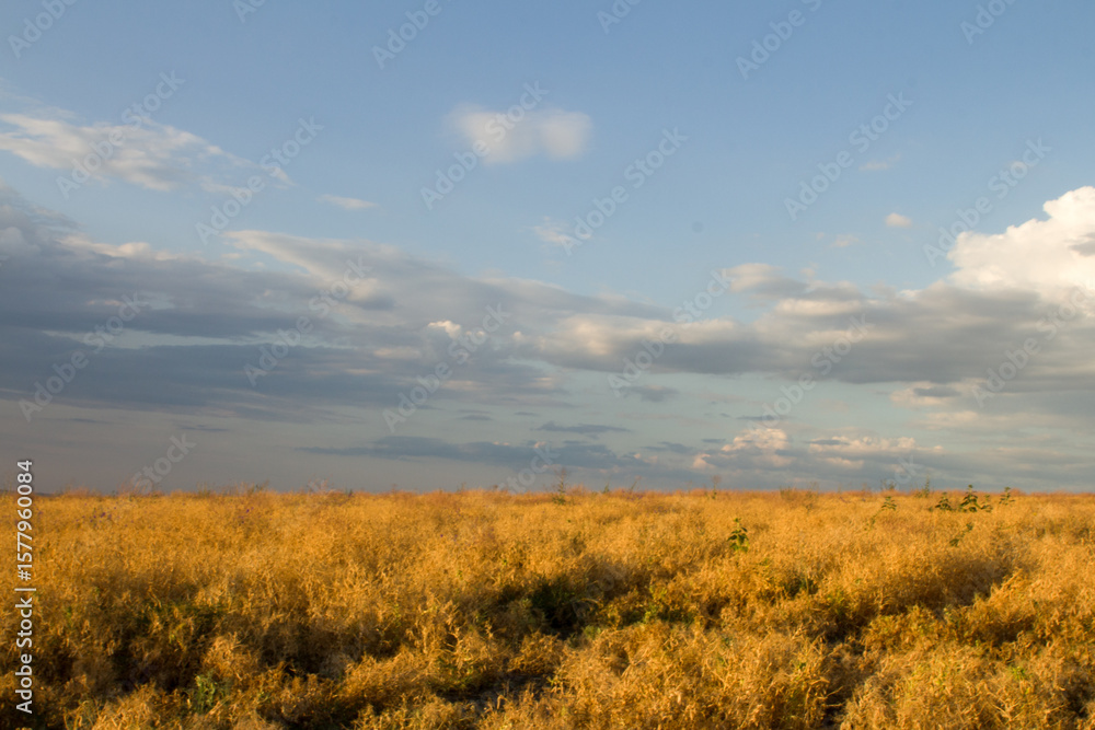 Fototapeta premium A field with bushes and trees