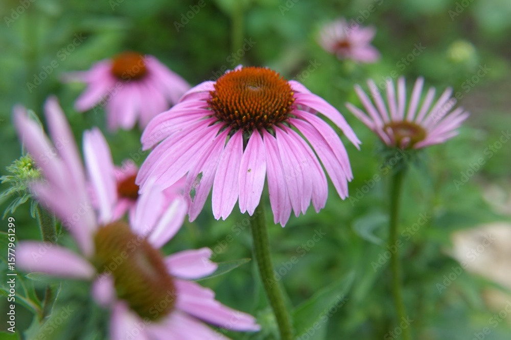 bee on a flower bee on a flower