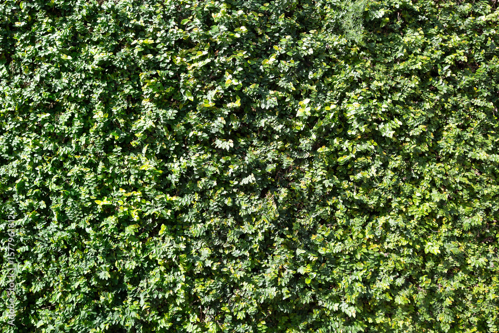 background of a wall covered with cat's claw climbing plant background of a wall covered with cat's claw climbing plant