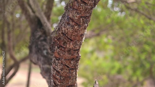 Wallpaper Mural Mastic tree resin drips in slow motion, catching the suns light like jewels. Soft background bokeh creates a dreamy, calming scene Torontodigital.ca
