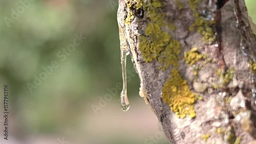 Wallpaper Mural Thick resin tears emerge from aged mastic bark, reflecting delicate light patterns. Captures the meditative beauty of Chios nature Torontodigital.ca
