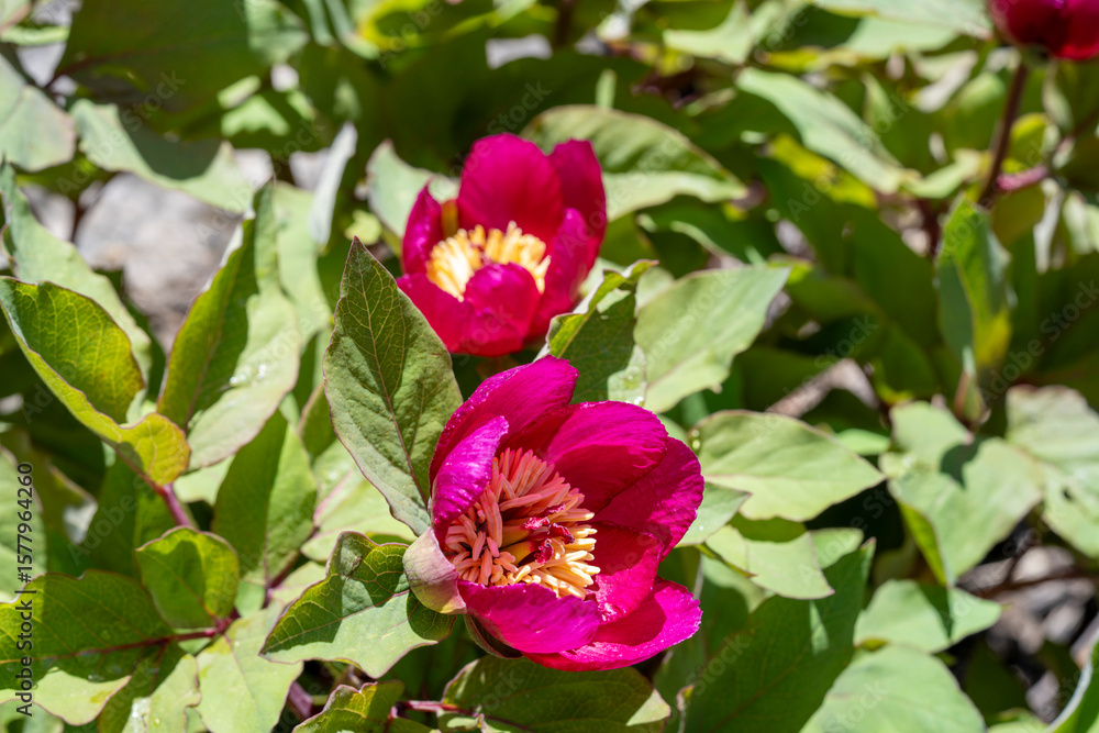 Obraz premium Chinese peony. Paeonia lactiflora is a species of herbaceous perennial flowering plant in the family Paeoniaceae, native to central and eastern Asia from eastern Tibet across northern China to eastern
