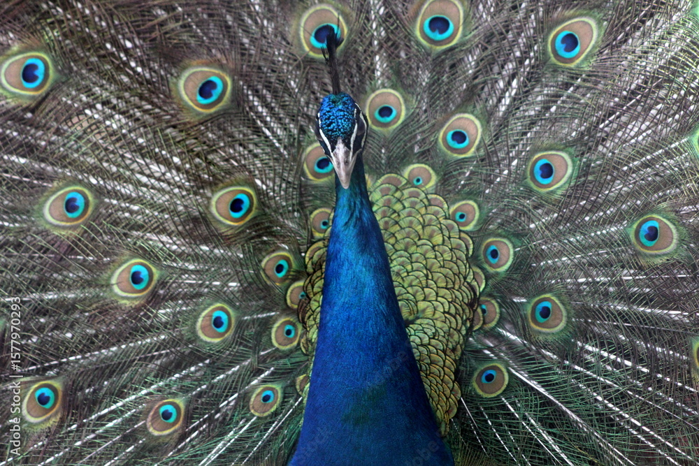 Obraz premium peacock with feathers