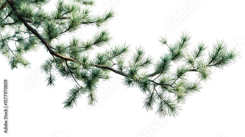 A branch of a vibrant pine tree adorned with fresh needles bathed in sunlight evoking a sense on transparent background
