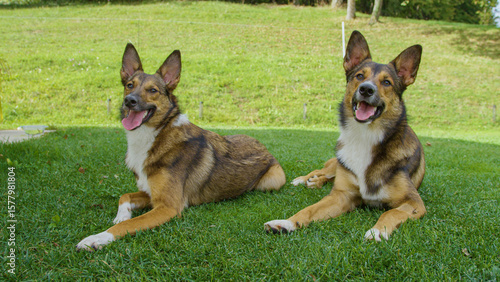 Photography PORTRAIT, CLOSE UP: Cute dogs with brown and white fur are lying on lush green grass, looking towards the camera