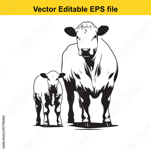 Dairy cow/ Cow and calf  standing black and white