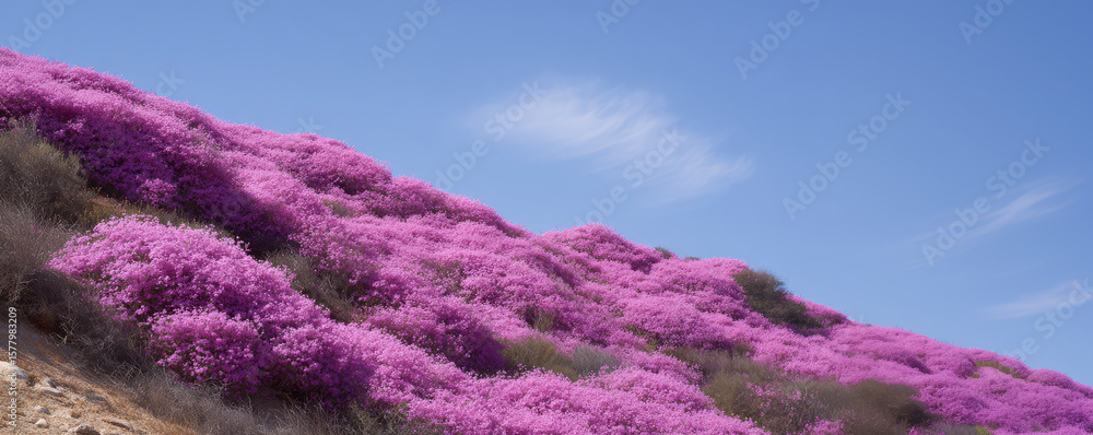 Fototapeta premium A hillside covered with vibrant pink flowers stretches under a clear blue sky. Nature, landscape, colorful