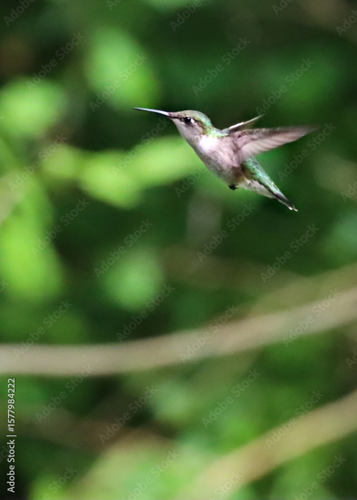 A female Ruby Throated Hummingbird flying A female Ruby Throated Hummingbird flying
