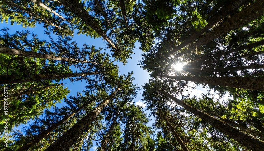 Fototapeta premium Sunlight filters through dense forest canopy