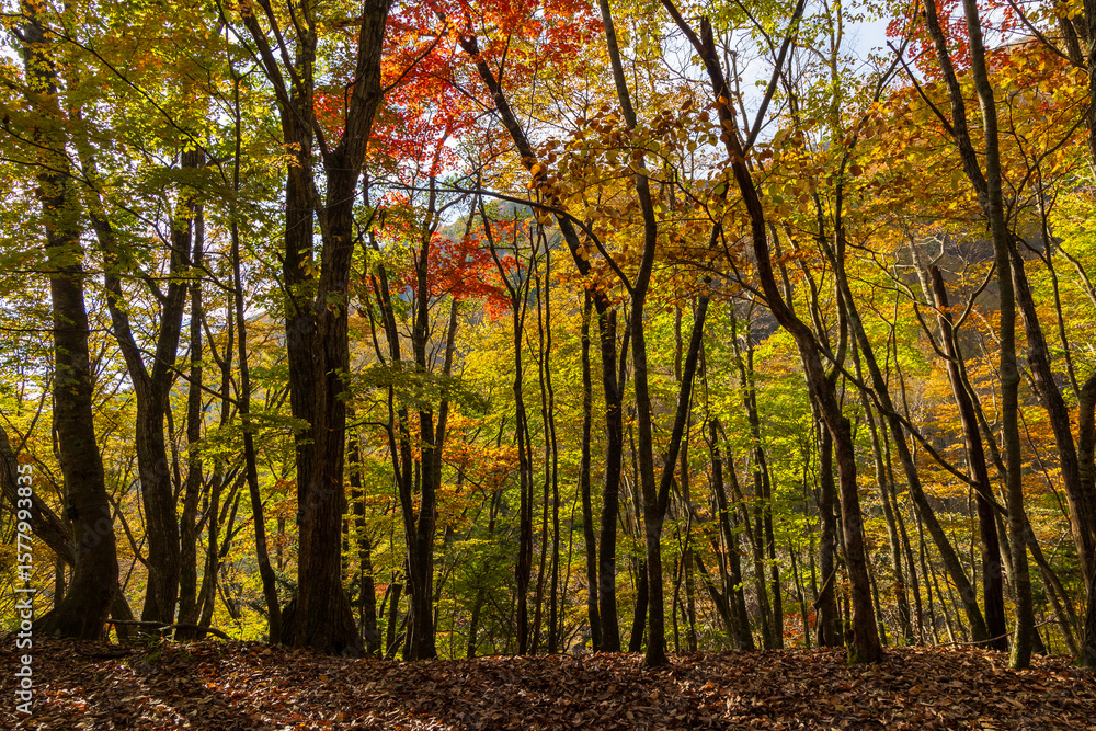 Fototapeta premium 日本の風景・秋 山梨県山梨市 紅葉の西沢渓谷