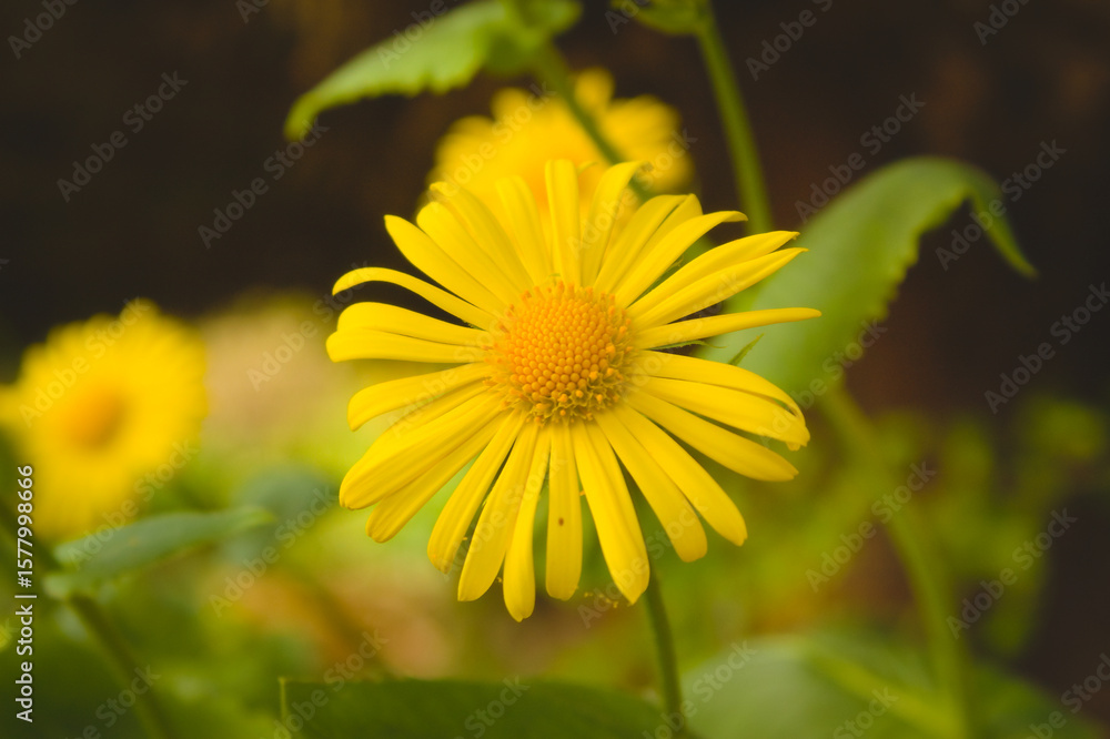 Obraz premium Close up flower 