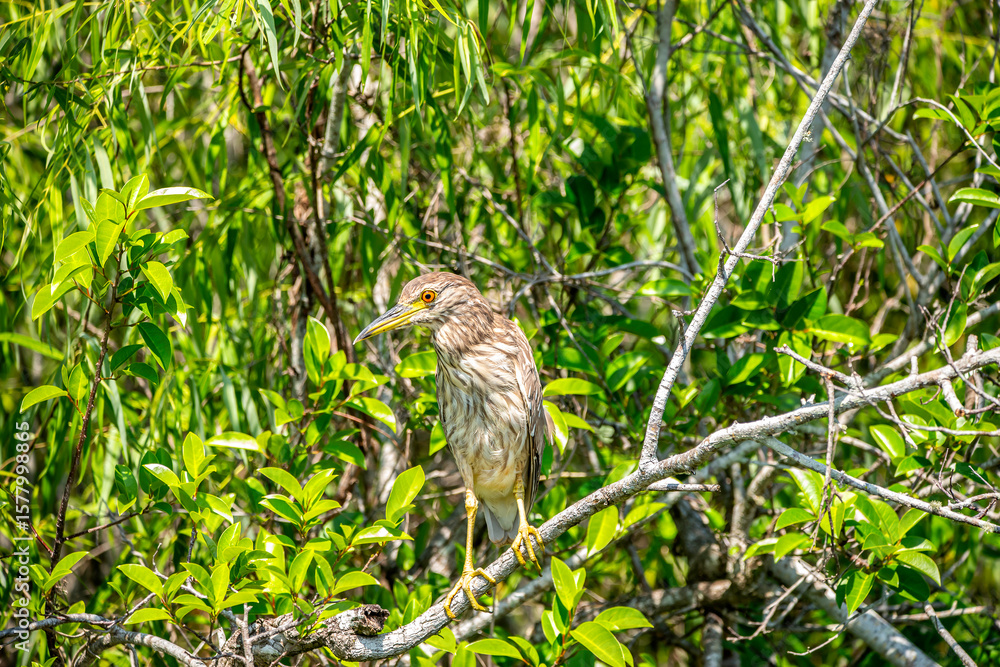 Obraz premium American Bittern